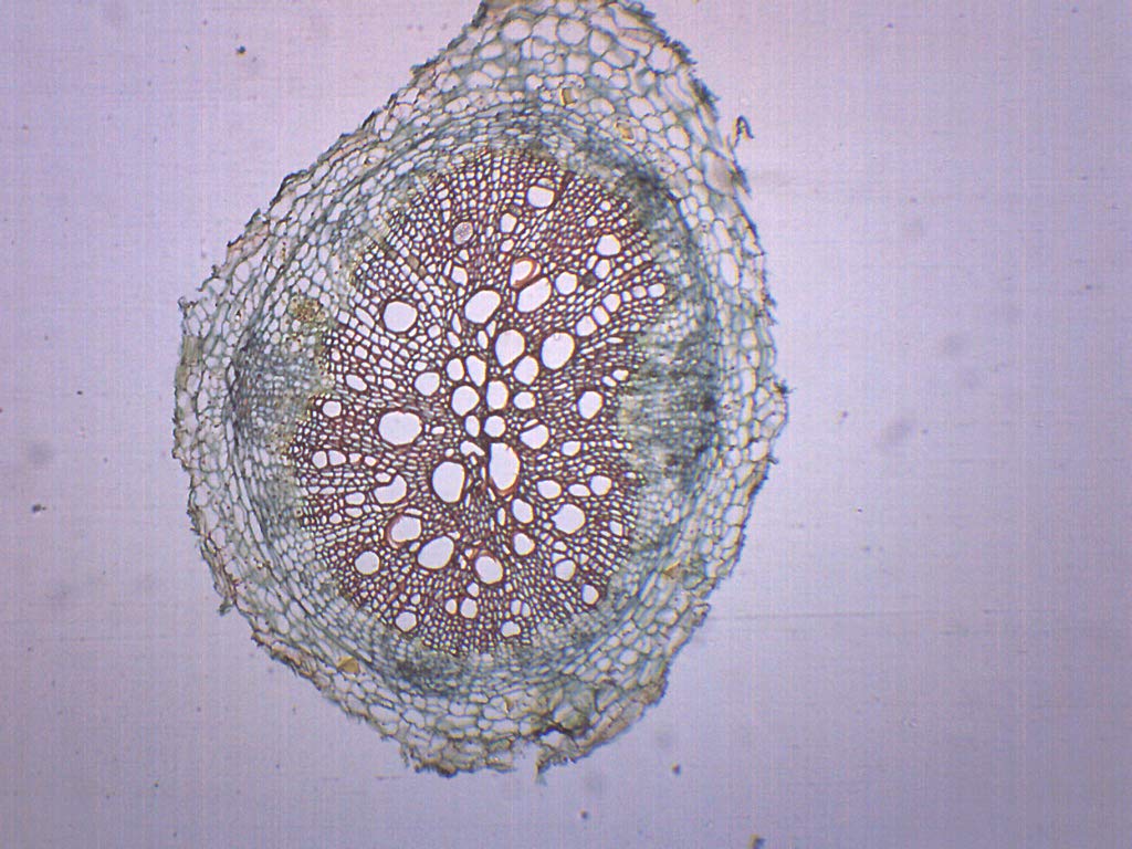 Dicot Root, Cross Section - Prepared Microscope Slide - 75 x 25mm - Biology & Microscopy - Eisco Labs Single Slide - NewNest Australia