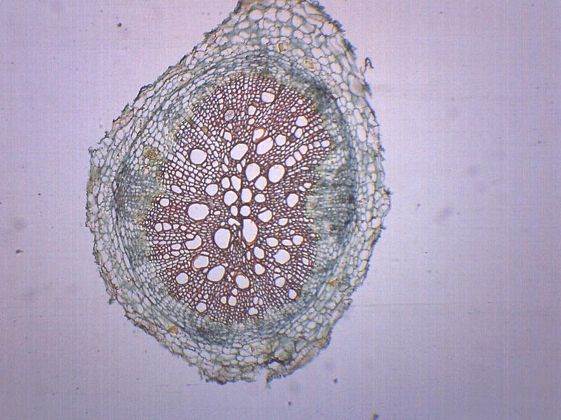 Dicot Root, Cross Section - Prepared Microscope Slide - 75 x 25mm - Biology & Microscopy - Eisco Labs Single Slide - NewNest Australia