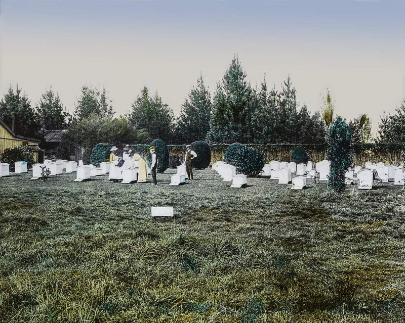 NewNest Australia - Posterazzi DPI12513194 Magic Lantern Slide Circa 1900 Hand Coloured Keeping,People in a Field Tending Bees Photo Print, 18 x 14, Multi 