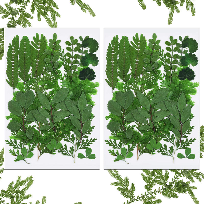 42 Pieces Dried Greenery Dried Leaves for Resin Real Dried Pressed Flowers Assorted Real Dried Pressed Leaves Dry Leaves for Pressed Leaf Art Craft DIY Embellishment Decorations, 7 Styles - NewNest Australia