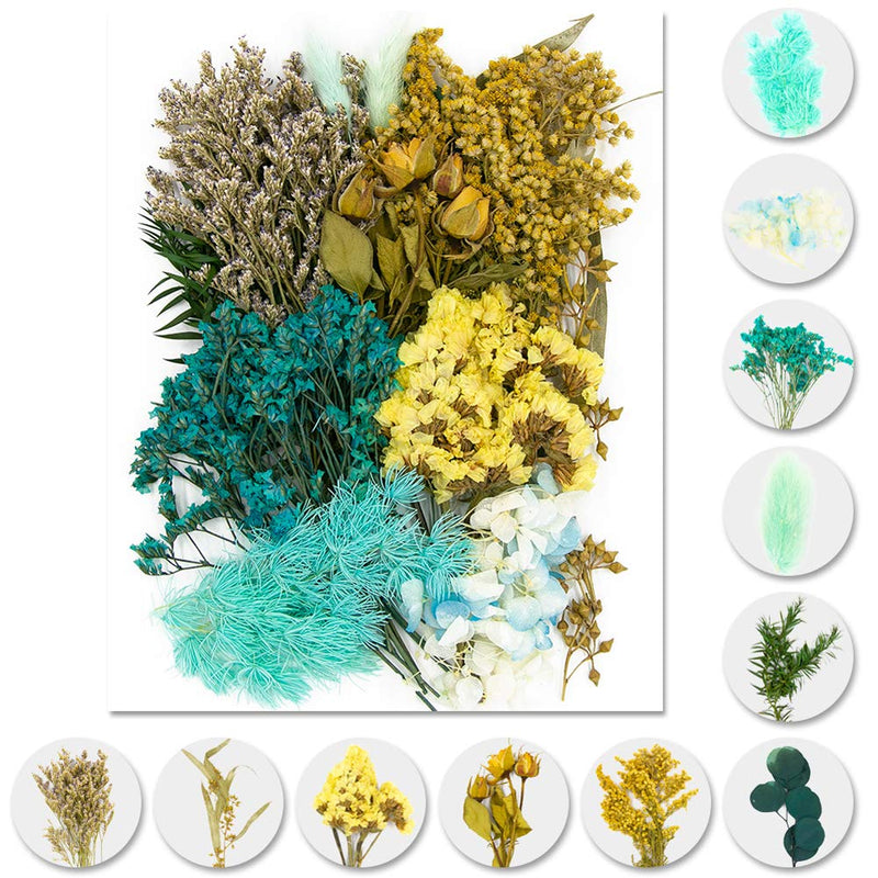 Vignee Real Dried Pressed Leaf Flowers-Multiple Colorful Pressed Flowers Daisies for Craft Resin Jewelry Making Art Craft DIY（Blue） Blue - NewNest Australia