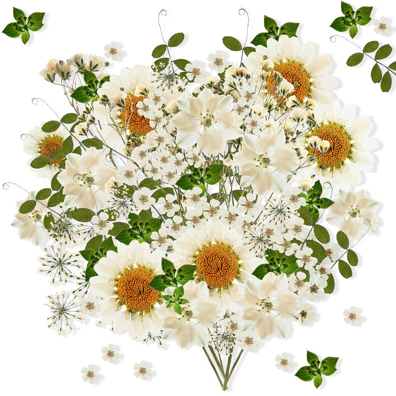 Nuanchu 81 Pieces Real Dried Pressed Flowers Leaves, Flower Field Series, Daisies, Larkspur, Gypsophila, Natural Pressed Flowers for Resin Jewelry Scrapbooking Art Floral Decorations White - NewNest Australia