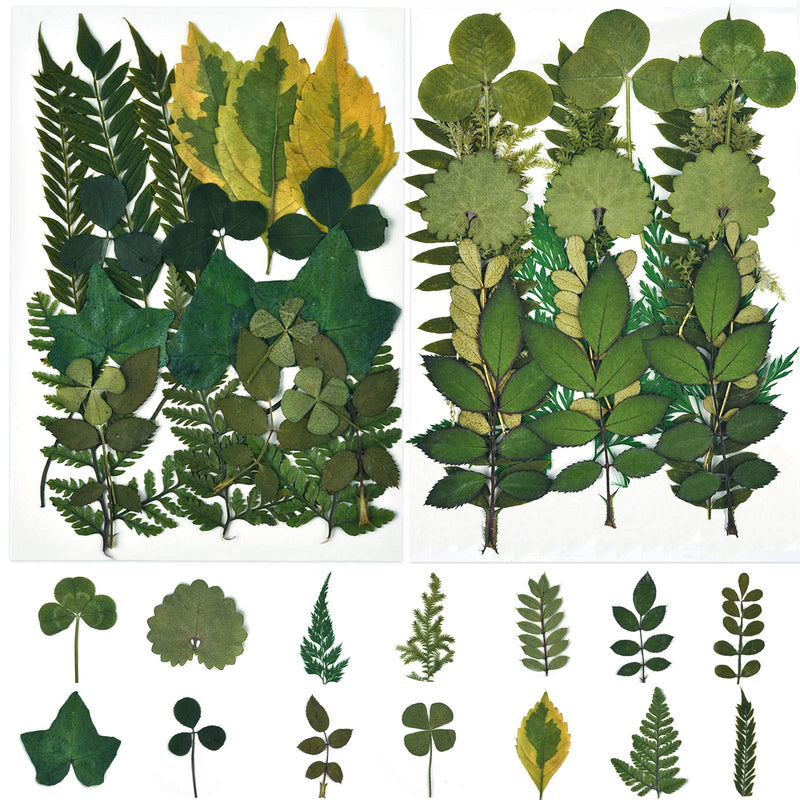 DALARAN 42 PCS Assorted Real Dried Pressed Leaves Natural Dry Leaves for Pressed Leaf Art Craft DIY,14 Styles Leaves Set-42PCS - NewNest Australia