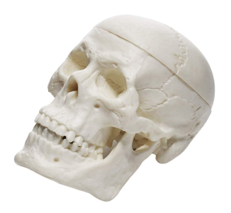 Miniature Human Adult Skull Model, 3 Part - Medical Quality Anatomical Replica - 2.5" Height - Removable Skull Cap, Shows Most Major Foramen, Fossa, and Canals - Articulated Mandible - Eisco Labs - NewNest Australia