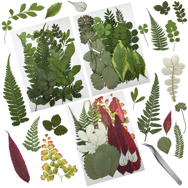 Cinvo 63 Pcs Real Dried Pressed Leaves Natural Dried Leaf for Candle Resin Jewelry Soap Nail Pendant Phone Case Crafts Making Floral Decors Scrapbooking DIY, 21 Styles - NewNest Australia