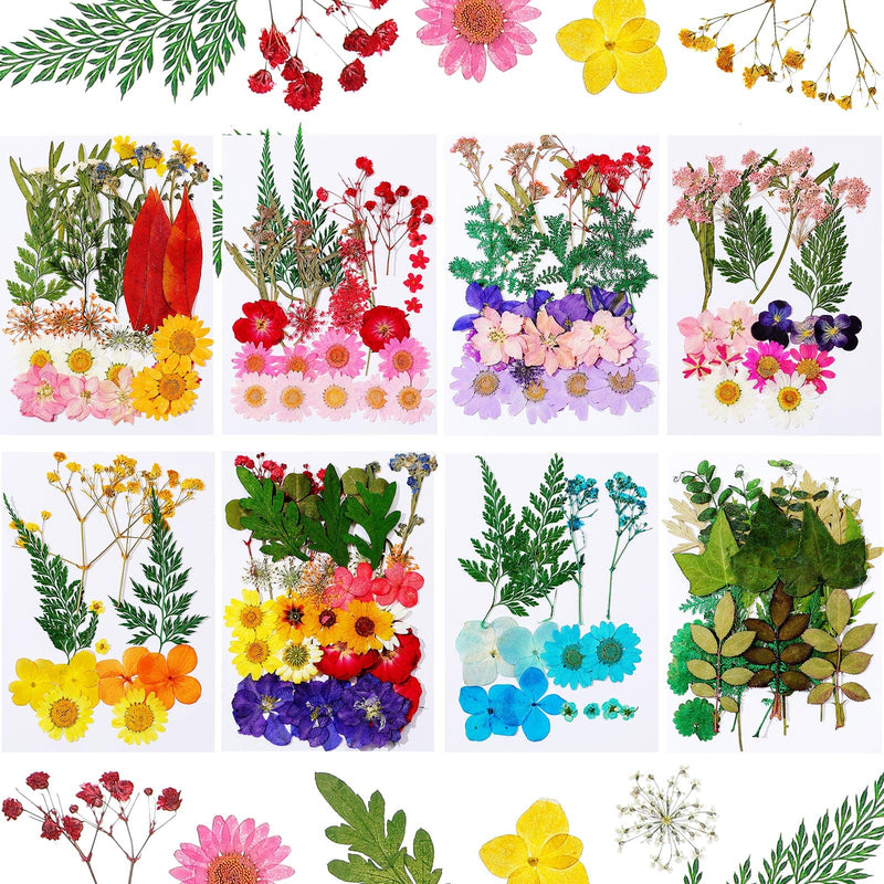200 Pieces Real Dried Pressed Flowers Resin Flowers for Resin Mold Real Daisy Dried Flower Leaves for Scrapbooking DIY Candle Accessories Jewelry Crafts Making - NewNest Australia