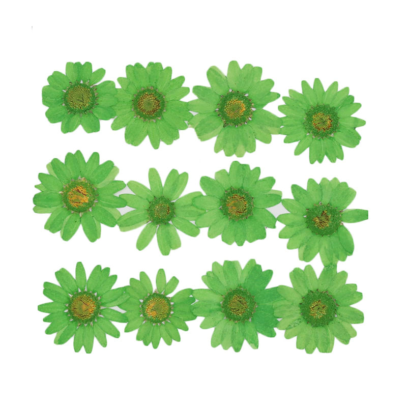 50pcs Natural Dried Daisy Flower, Vacuum Packaging, Pressed Flower for House Decoration, Jewelry Making, Phone case Decoration (Green) Green - NewNest Australia