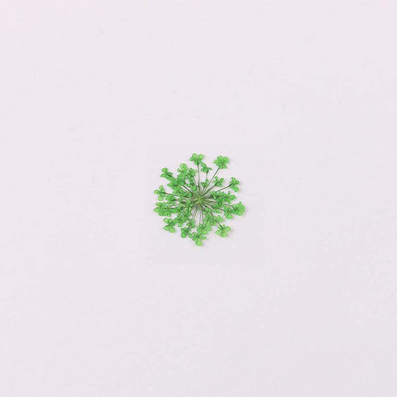 100pcs/pack Ammi majus Natural Pressed Dried Flower for Resin Jewelry Making, Soap and Candle Making, Scrapbooking DIY (Green) Green - NewNest Australia