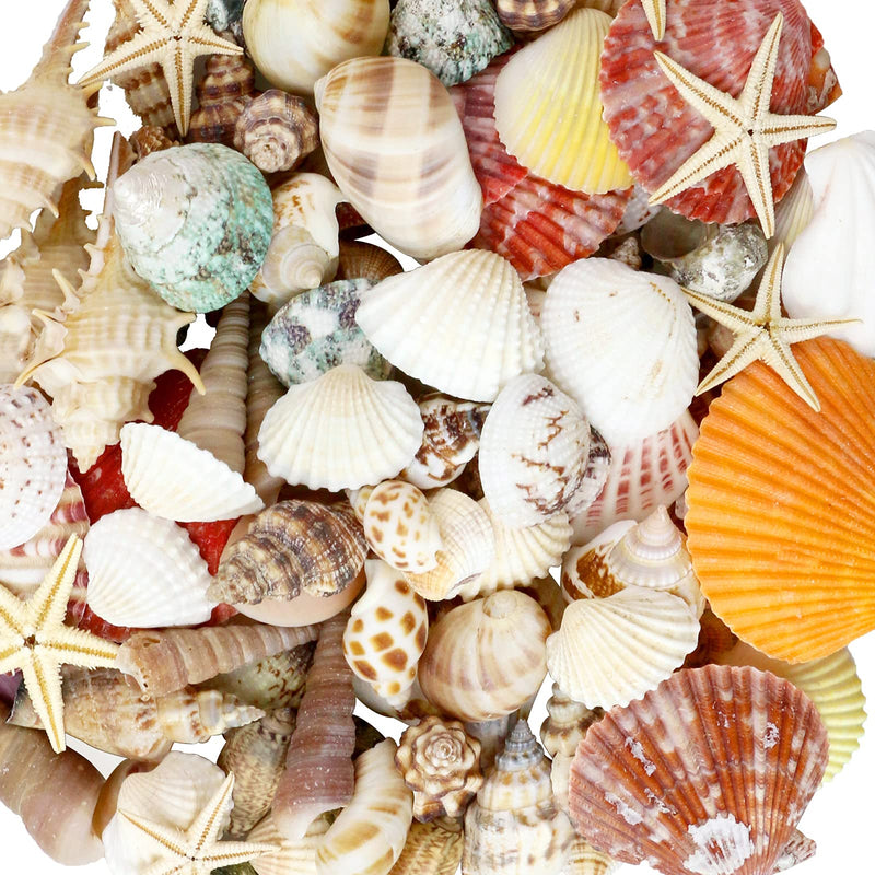 WEOXPR Mixed Sea Shells, 100+ Pcs Beach Seashells Starfish, Various Sizes Ocean Seashells for Fish Tank Vase Fillers, Beach Theme Party Wedding Decor, Candle Making, DIY Crafts, Home Decorations - NewNest Australia