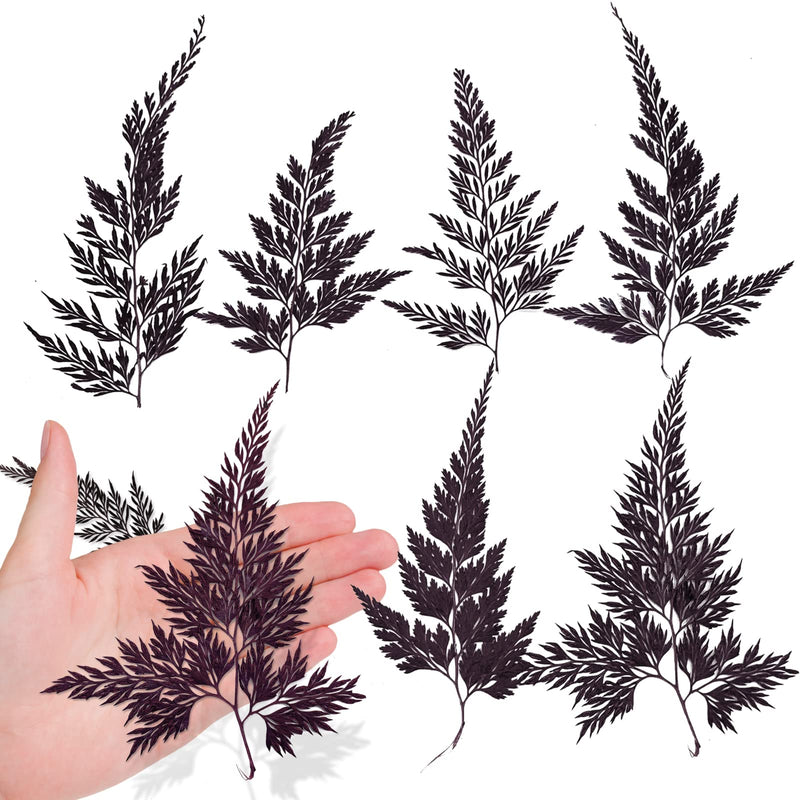 ALJ 42 PCS Pressed Ferns Leaves, Natural Purple Dried Ferns Leaves Plant Pressed Leaf for Resin Art DIY Craft Embellishment Decors, Craft Jewelry Card and Making DIY Scrapbooking - NewNest Australia